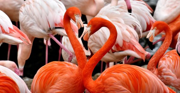 Tropische Vibe: Flamingo en Papegaai Schilderijen voor Je Interieur