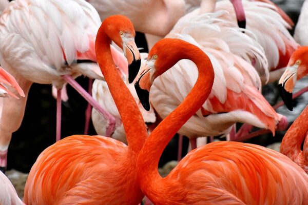 Tropische Vibe: Flamingo en Papegaai Schilderijen voor Je Interieur